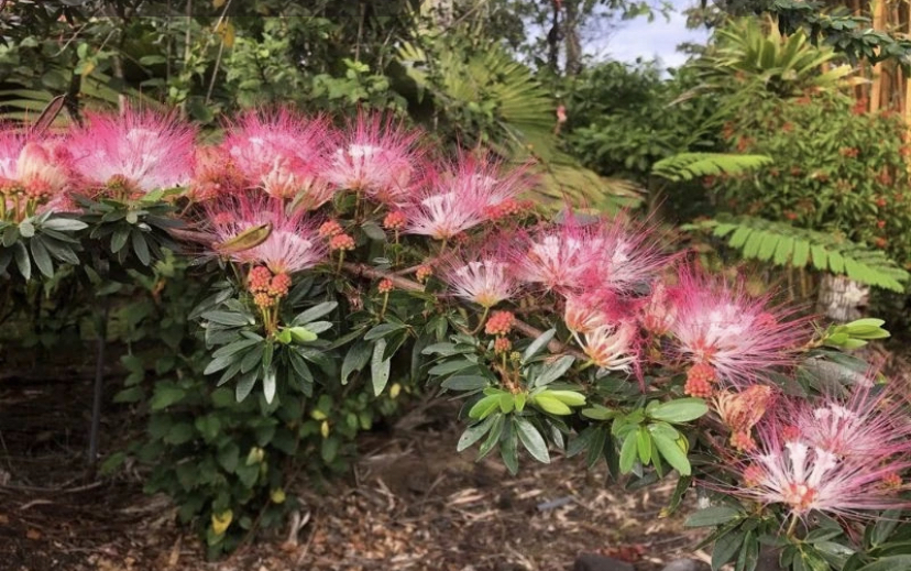 Pink powder puff blossoms on a flowering shrub in a lush garden