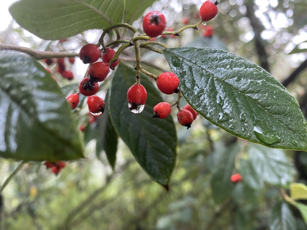 Clusters of red berries with raindrops among glossy green leaves