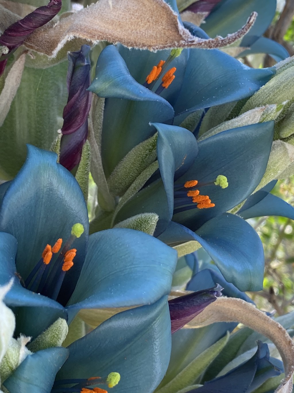 Turquoise Puya flowers with bright orange stamens among silvery leaves