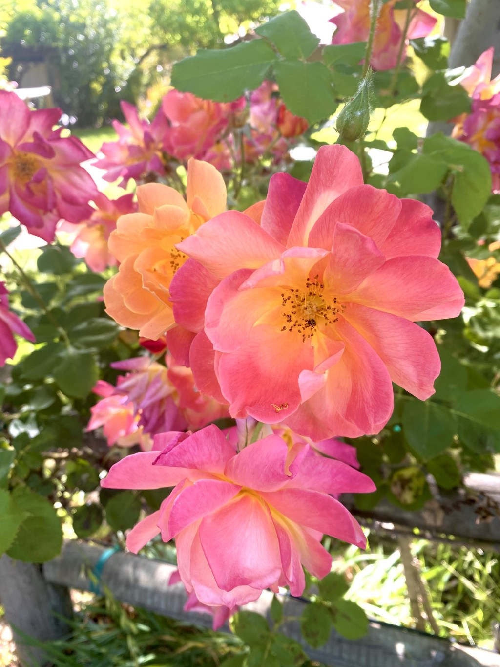 The Healing Power of Gratitude and Generosity